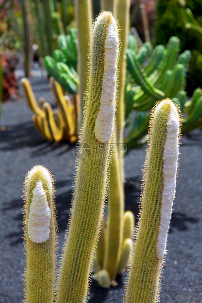 仙人掌花园生长植物植物学沙漠土壤团体蔬菜地面热带岛屿图片