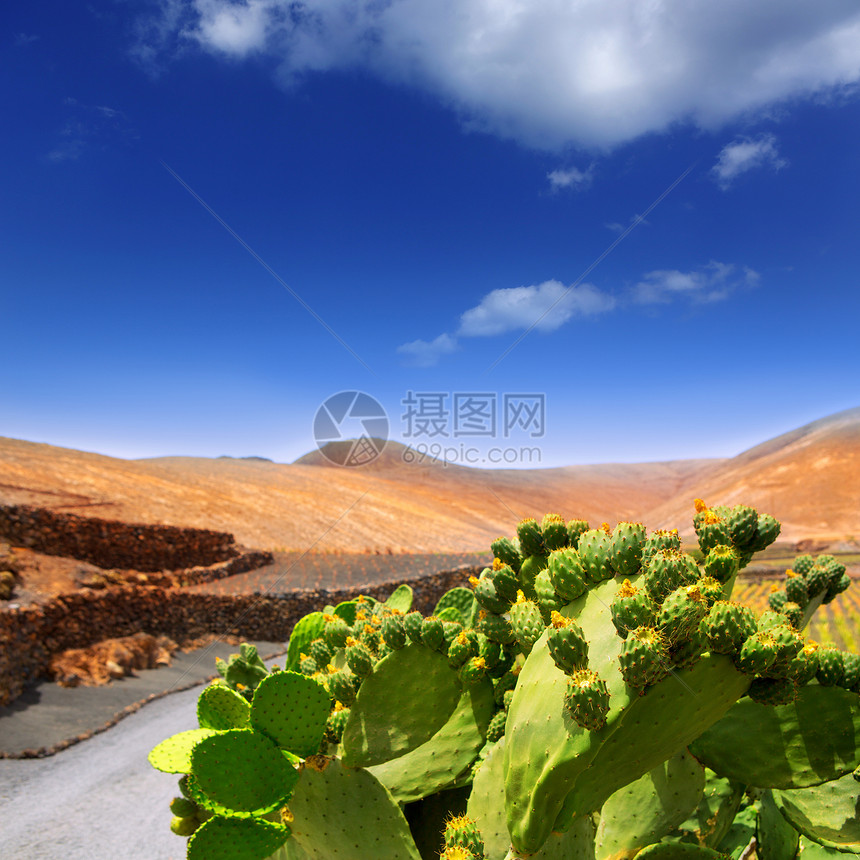 山地的水果火山植物群植物学沙漠蔬菜胭脂红石头天空植物图片
