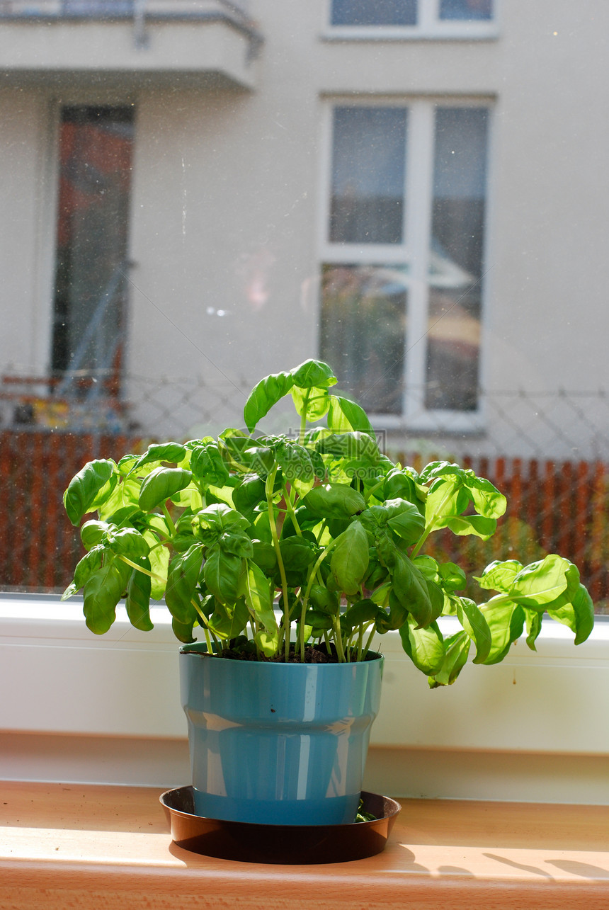 Basil在窗户上香料芳香花盆塑料绿色草本植物草本植物盆栽木头图片