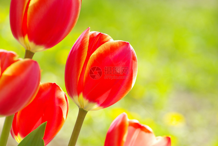 红色郁金红植物群花朵蓝色花园场地季节庆典美丽花瓣郁金香图片