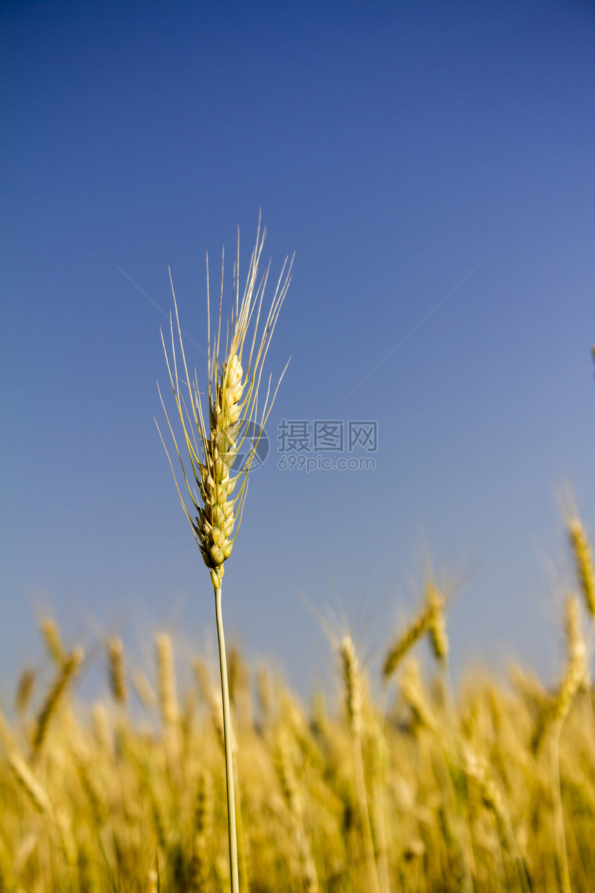 小麦田金子食物粮食耳朵生长农田黄色谷物植物农业图片