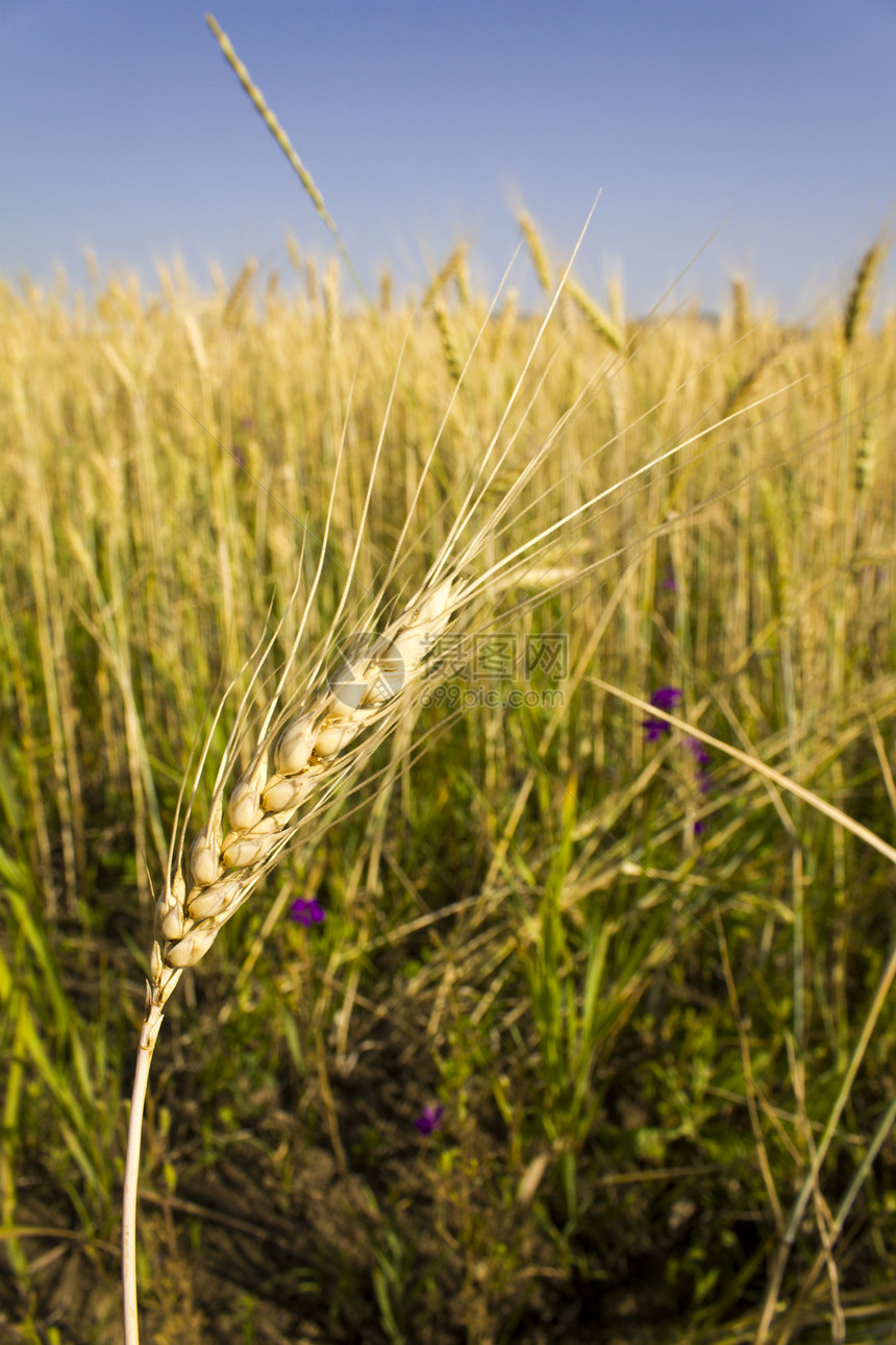 小麦田场地生长食物金子种子土地植物地平线小麦农田图片