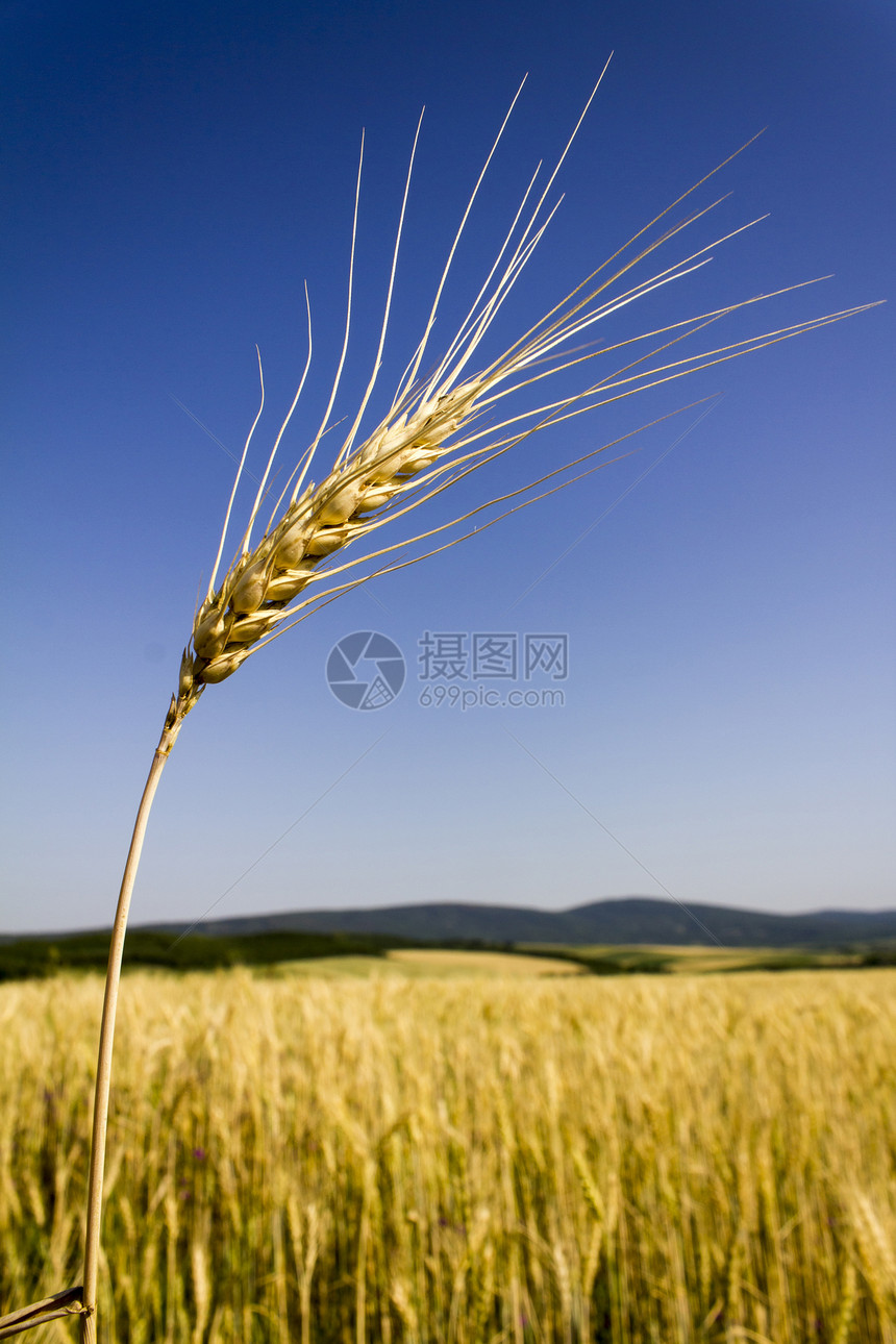小麦田金子小麦种子农村阳光植物农业食物场地生长图片