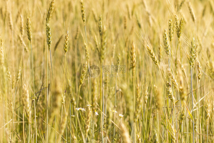 小麦田生长场地金子小麦黄色国家农田农村食物阳光图片
