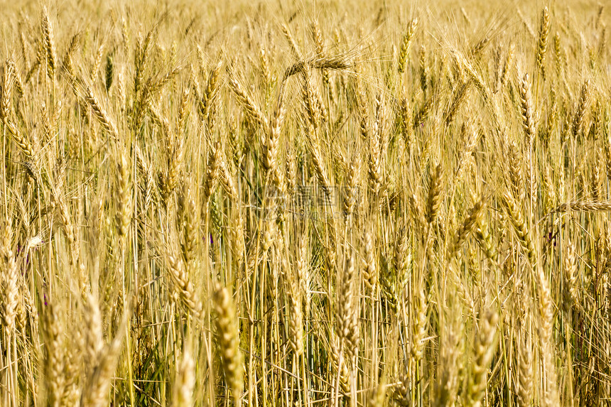 小麦田季节黄色耳朵农田国家食物地平线金子种子农业图片