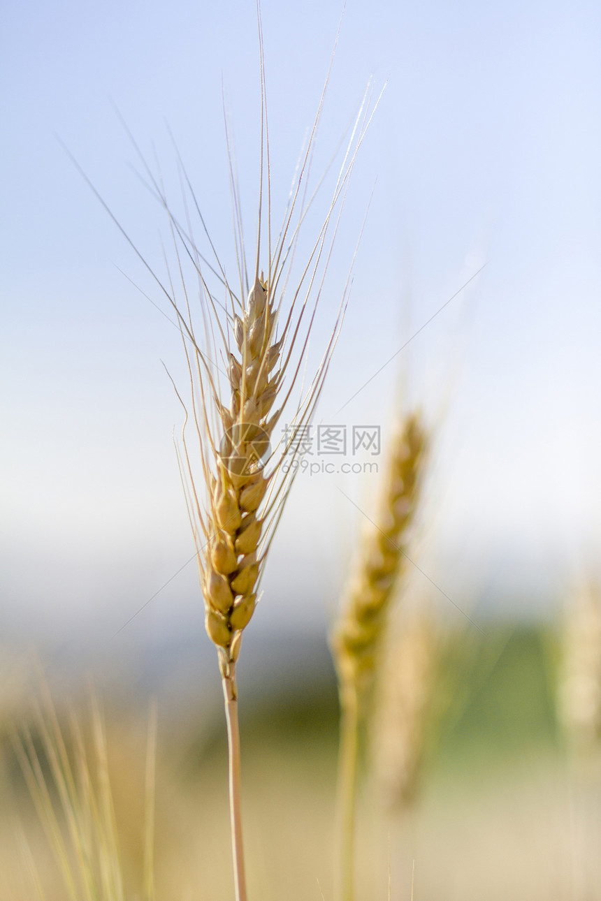 小麦田小麦金子黄色地平线场地种子谷物土地阳光耳朵图片
