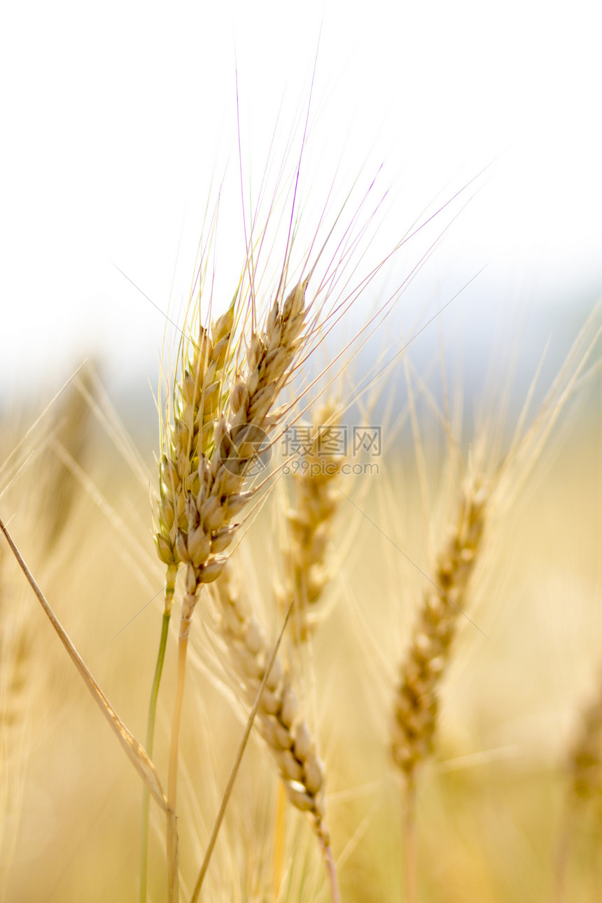 小麦田粮食耳朵植物场地季节黄色农田国家地平线晴天图片