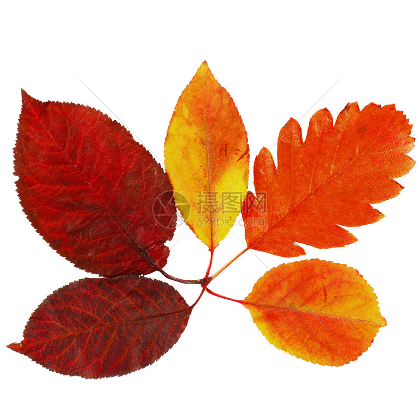秋叶季节性季节活力拼贴画纹理叶子植物树叶棕色白色图片