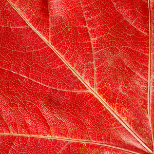 红秋叶纹理季节性植物植物群正方形静脉叶子红色宏观季节对角线背景图片
