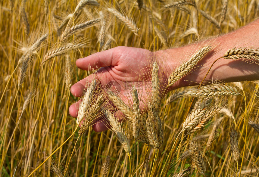 手拿的麦子粮食农业农学家工人种子面包小麦稻草玉米谷物图片