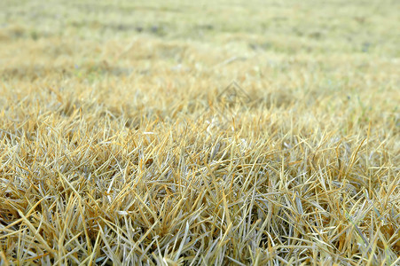 干草风景场地爬坡纹理植被院子草原植物草皮黄色背景图片