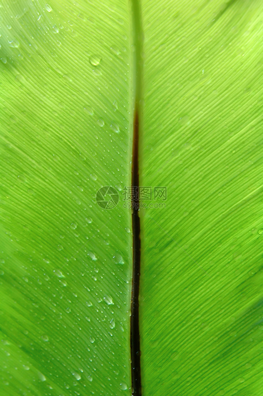 青叶植物群水滴脊柱热带公园花园草地植物种子宏观图片