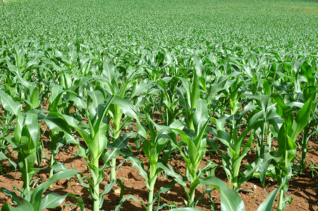 玉米字段森林树叶蓝色农田蔬菜场地粮食生长国家生产高清图片