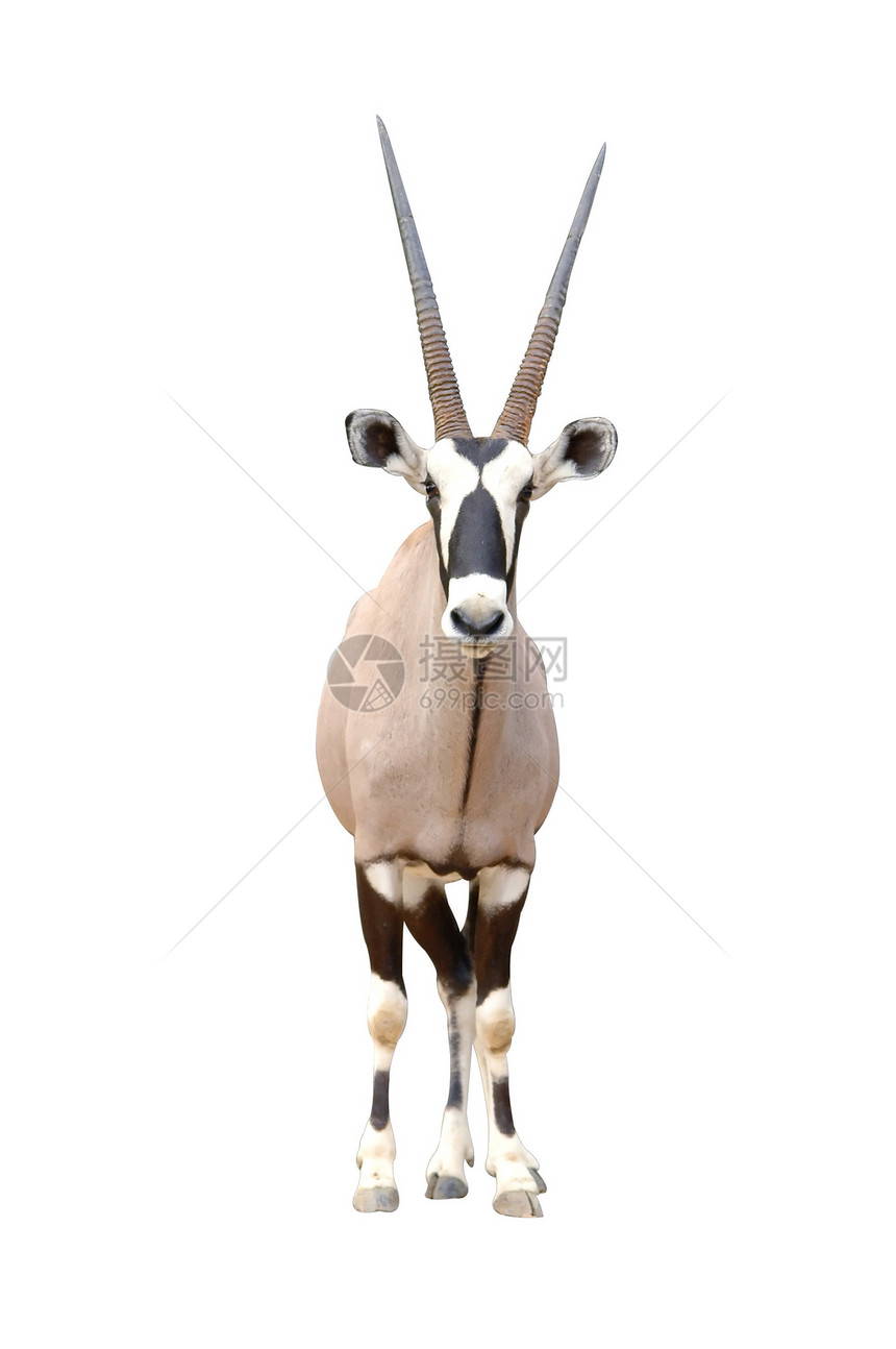 孤立的有机体食草哺乳动物荒野野生动物瞪羚沙漠动物羚羊牛角图片