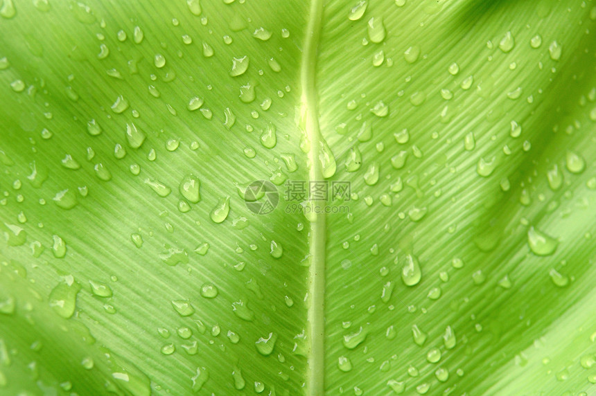 青叶植物叶子生态草地种子滚动公园阳光水滴带子图片