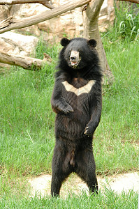 站立熊亚非黑熊食肉野生动物异国热带动物男性濒危力量情调动物园背景