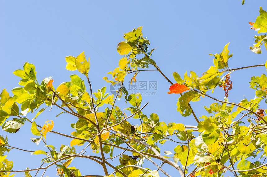 绿树叶和树枝环境植物生长森林白色脆弱性叶子树木绿色图片