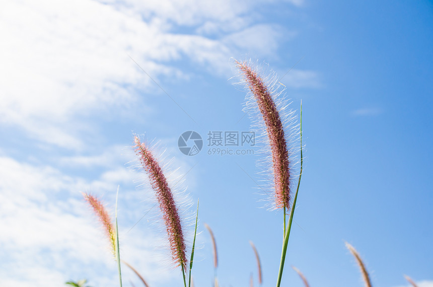 野生的狐尾草稻田花园内衬狐尾绿色种子季节杂草季节性图片