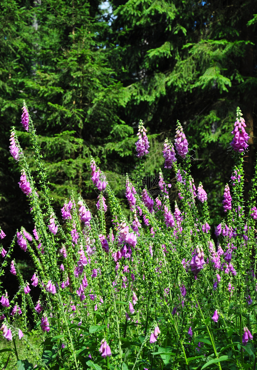 普通狐群植物群草本植物荒野紫色植物图片