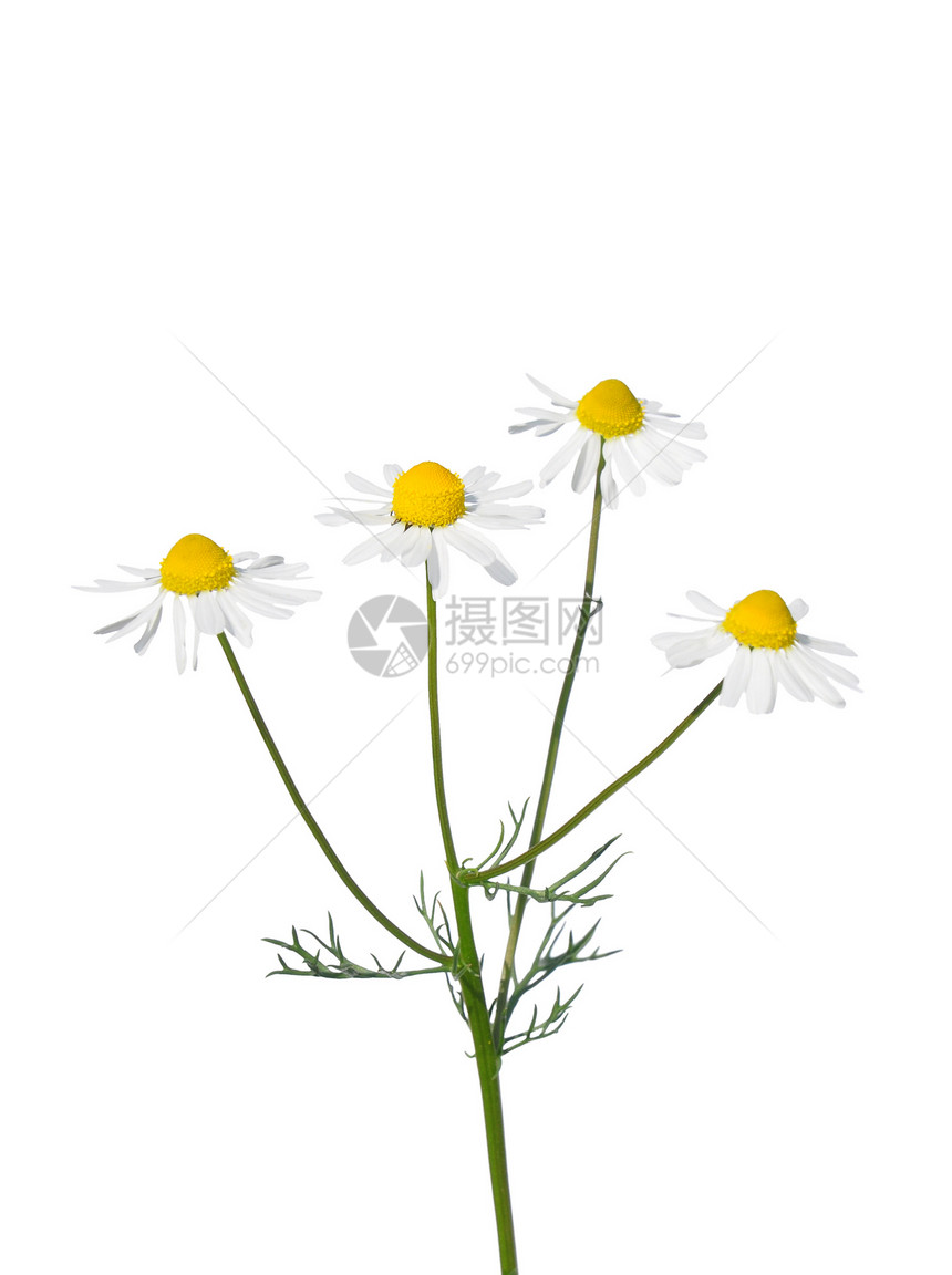 德意志甘菊 查莫米利亚菊科草本植物荒野白色植物群母菊植物洋甘菊医疗图片