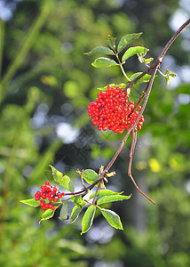 红莓植物红色植物群浆果灌木衬套水果荒野背景图片