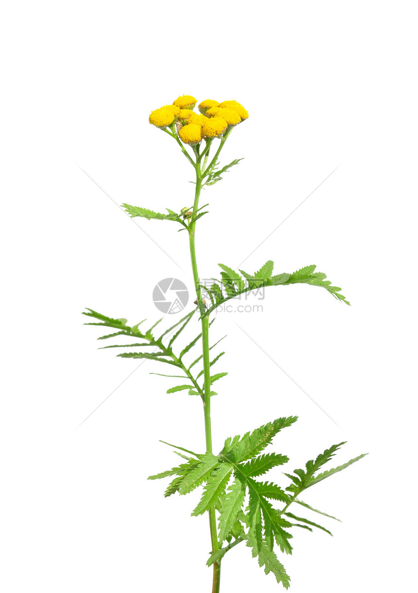 Tanssy塔那塞古俗白色菊科草本植物植物黄色植物群荒野图片