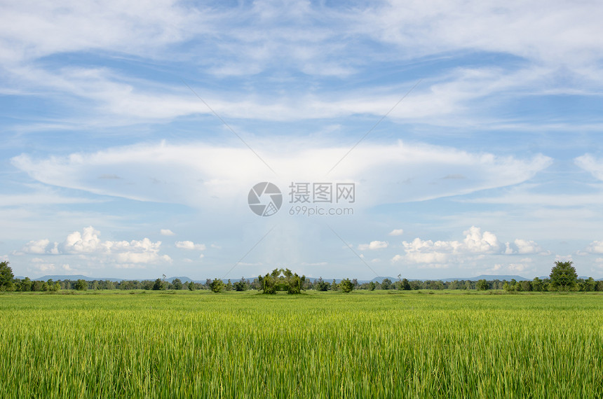 稻田和天空农场培育叶子草地热带农村生长气候乡村植物图片