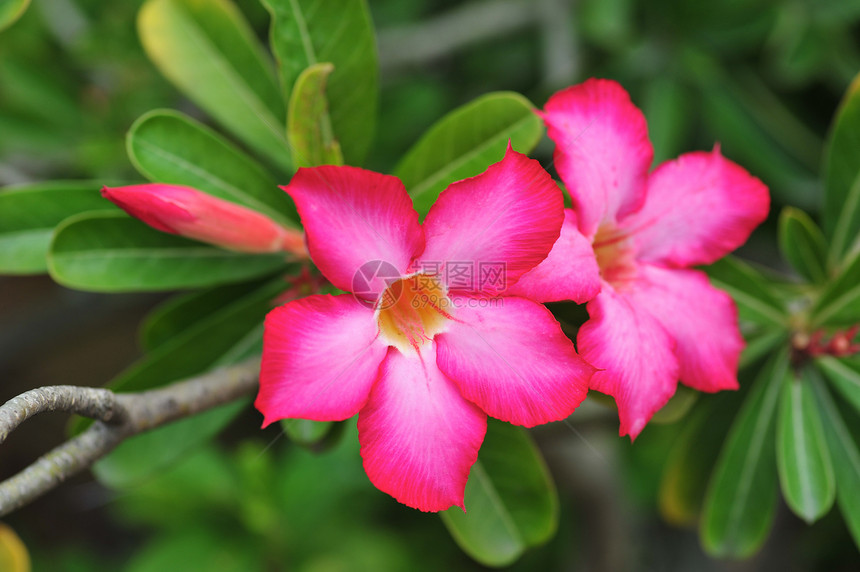 阿萨莱亚花花自然植物学树干花园生长粉色植物园艺绿色矮人图片