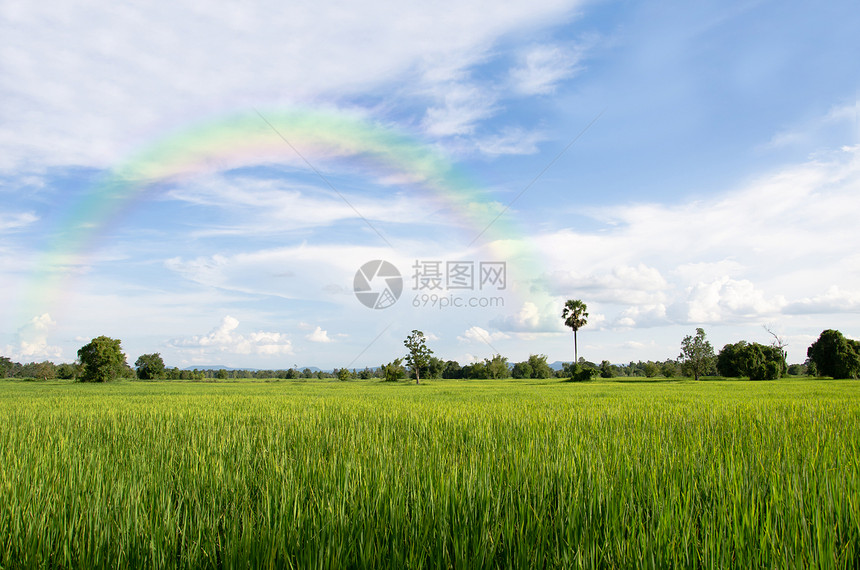 大稻田草地植物培育天空气候场地热带彩虹季节绿色图片