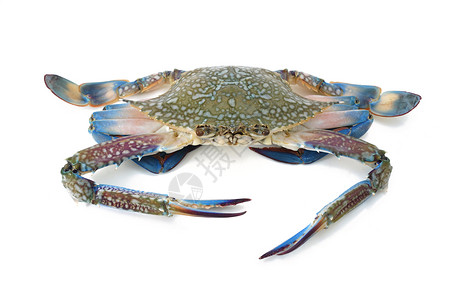 蓝蟹食物海鲜螃蟹背景图片