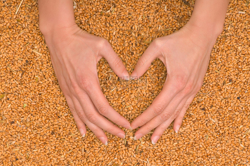 小麦心脏女士金子面包师农业谷物食物玉米植物粮食农场图片