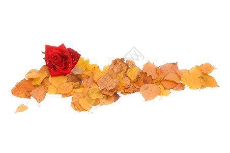 树叶季节叶子绿色金子黄色团体玫瑰红色植物背景图片