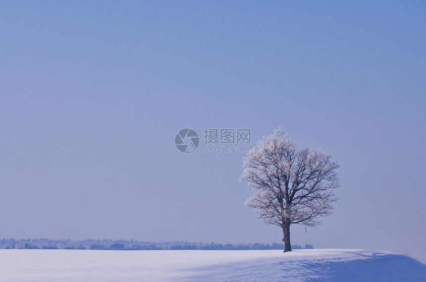 冬天孤独的橡树图片