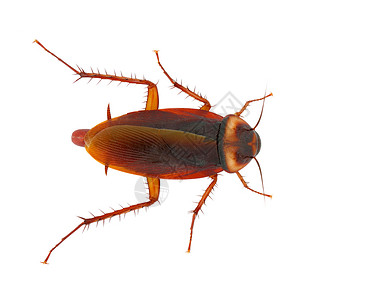 蟑螂天线棕色厌恶昆虫害虫动物背景图片