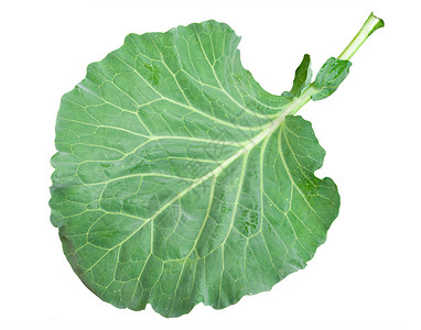 新鲜绿色菜菜叶沙拉饮食维生素植物蔬菜叶子食物白色背景图片