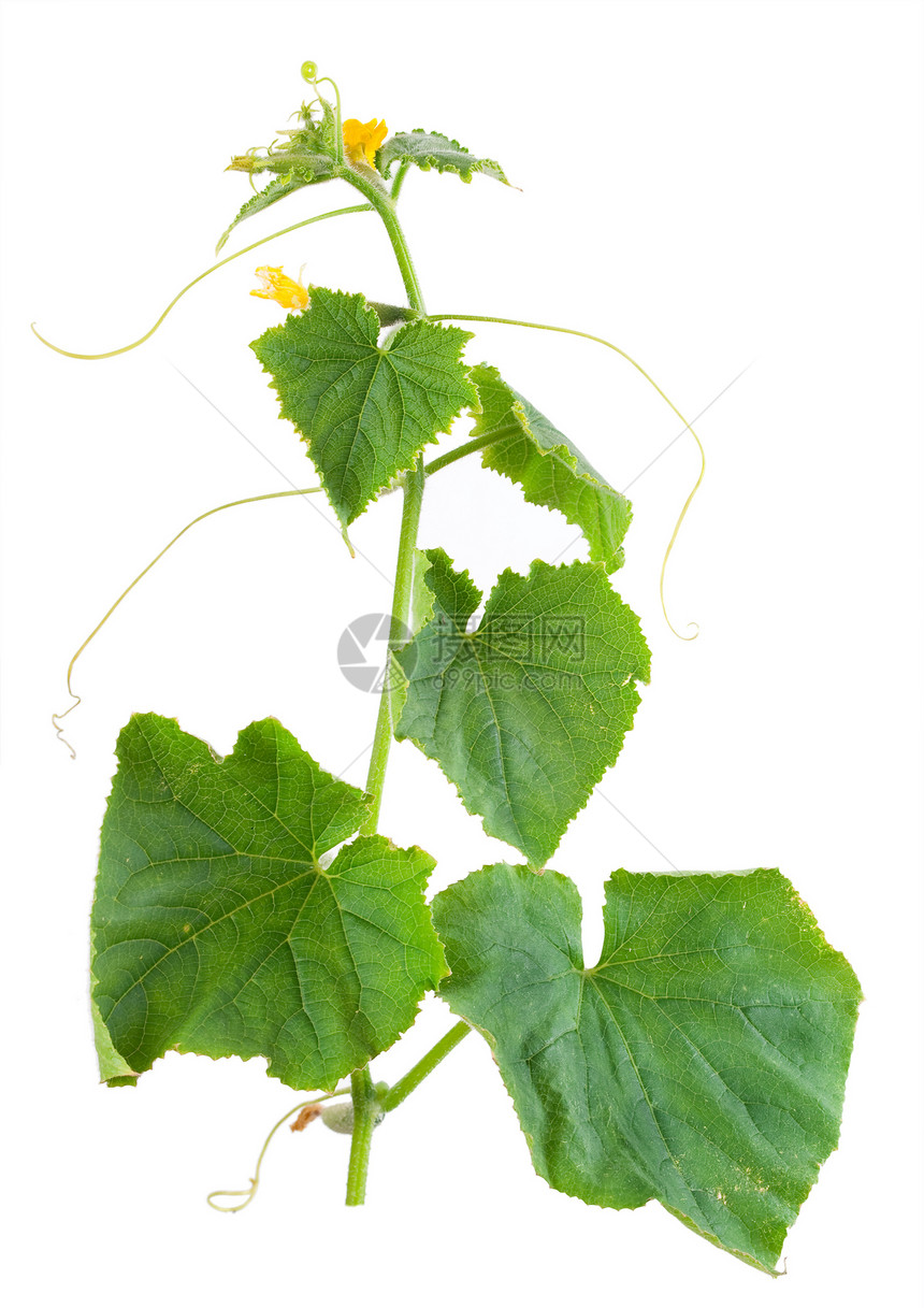 黄瓜芽叶子植物绿色食物蔬菜活力生长白色黄色图片