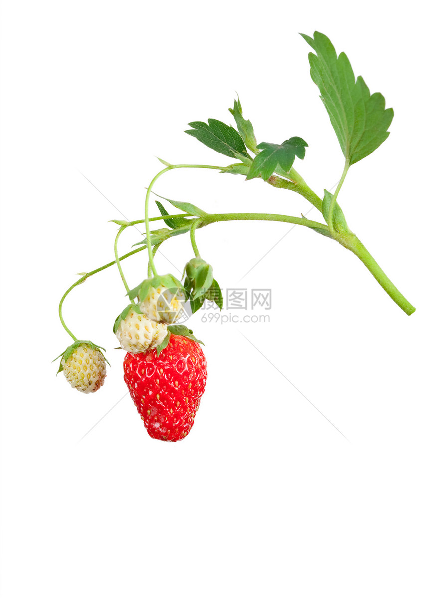 草莓树食物衬套森林花园叶子水果甜点果实养分浆果图片