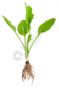 药用植物 有根的植物背景图片