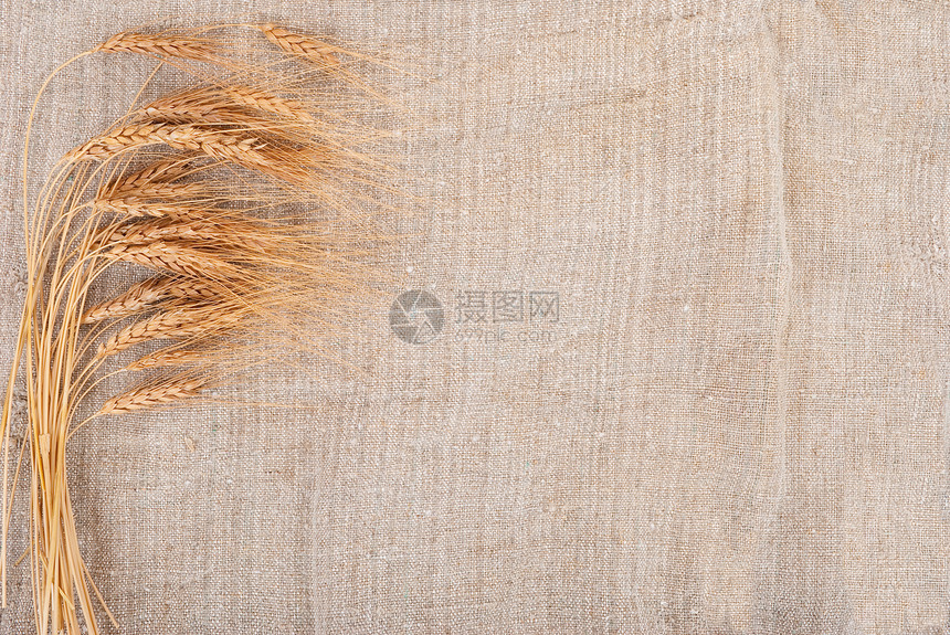 背上卷曲背景的小麦耳朵麻布粮食玉米种子农民织物解雇面包收成生产图片