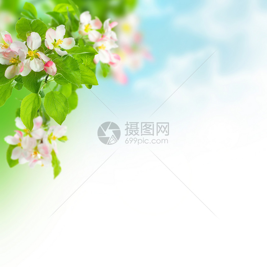 春苹果花朵边框图片