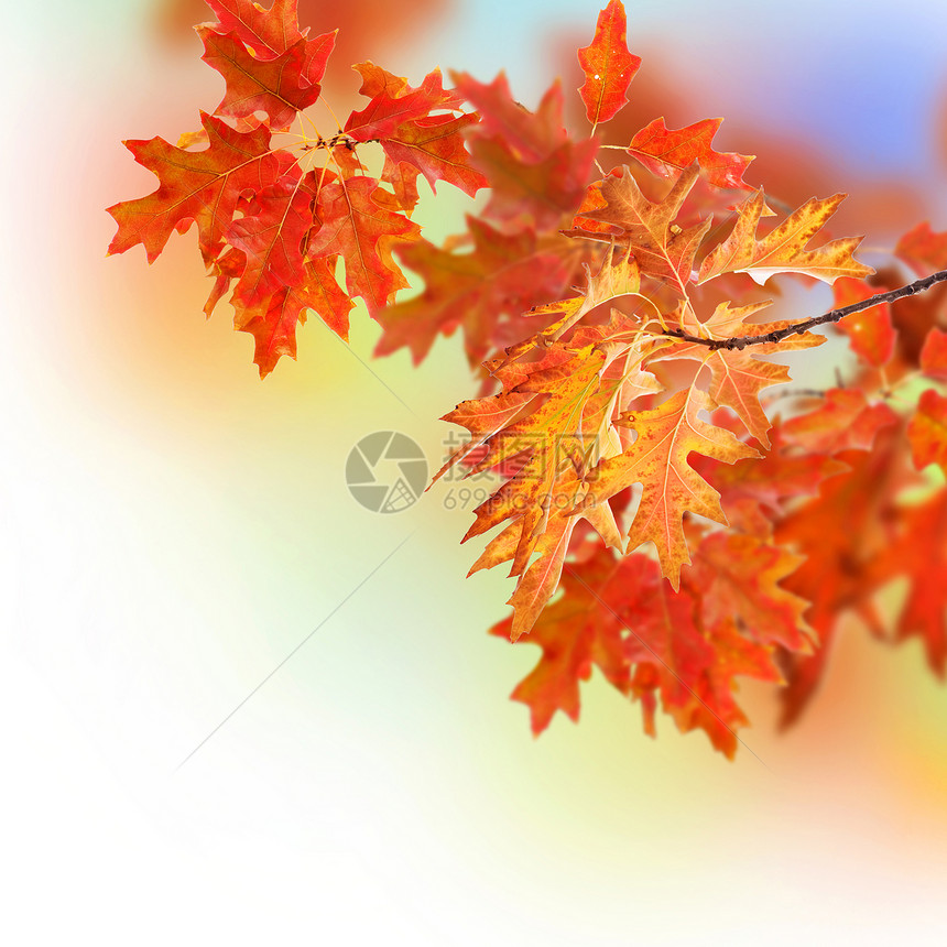 秋季晴天天空拼贴画背景边界太阳树木季节橡木公园图片