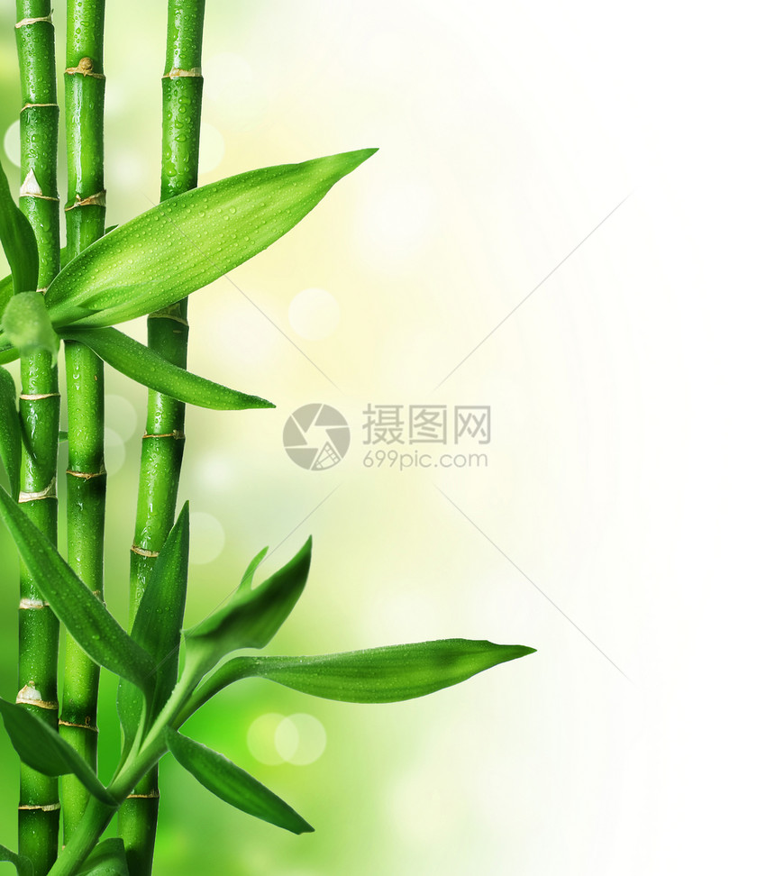 竹子生长植物运气文化水分环境热带生活风水温泉图片