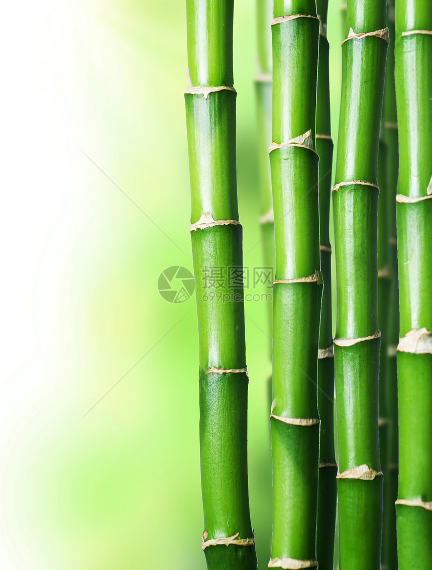 竹布边界园艺环境丛林竹子运气生活生态花园文化热带图片