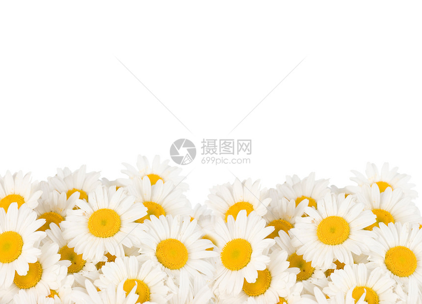 黛西边界季节温泉花瓣药品宏观洋甘菊牛眼插图甘菊花束图片