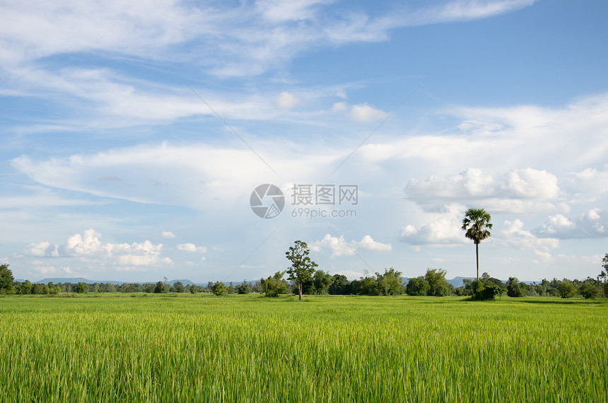 泰王国农村地区季节草地场地气候稻田绿色热带农场生长植物图片