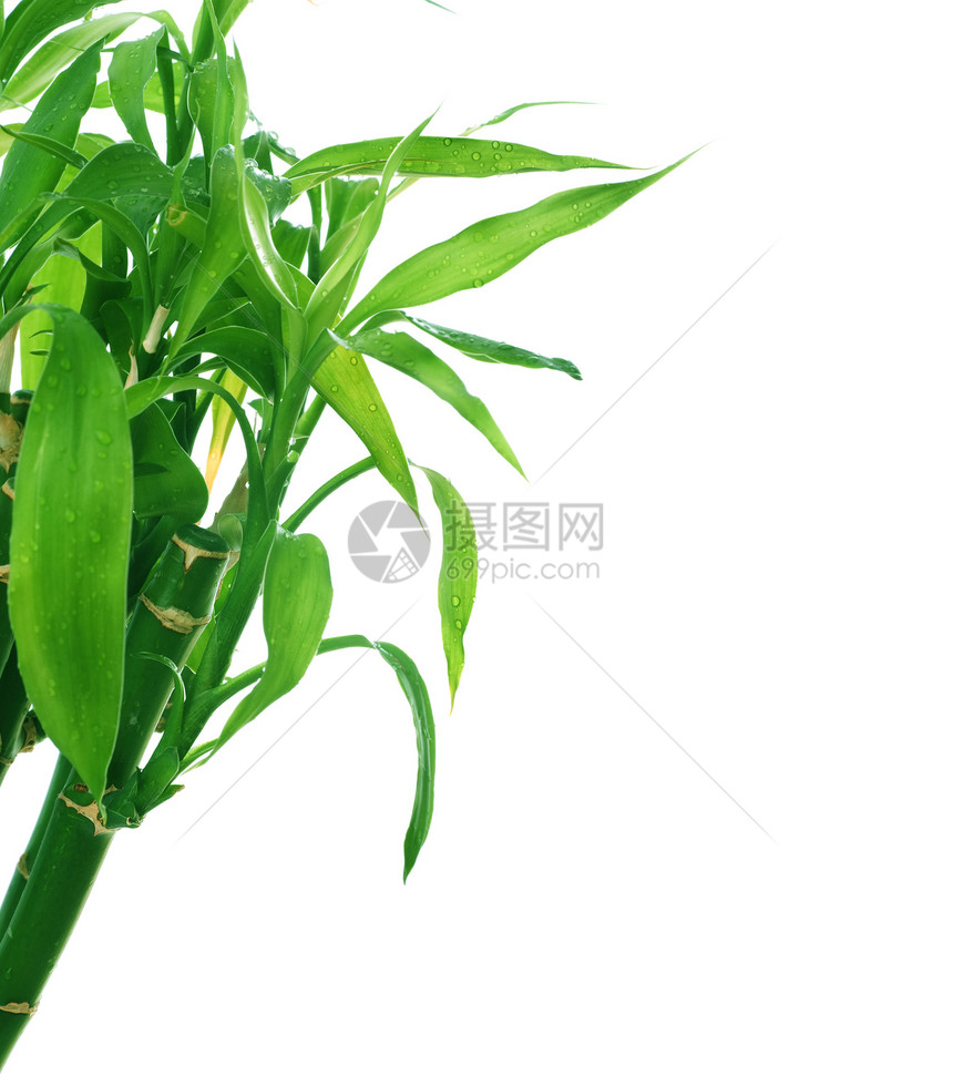 竹布边界热带风水园艺生长丛林花园运气叶子竹子植物图片