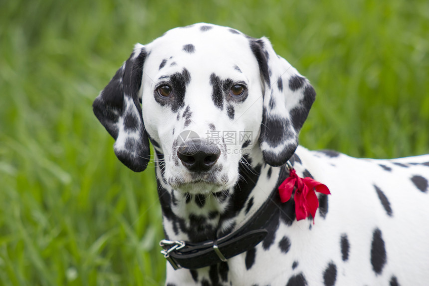 Dalmatian 狗狗哺乳动物场地猎犬动物白色公园宠物黑色食肉犬类图片