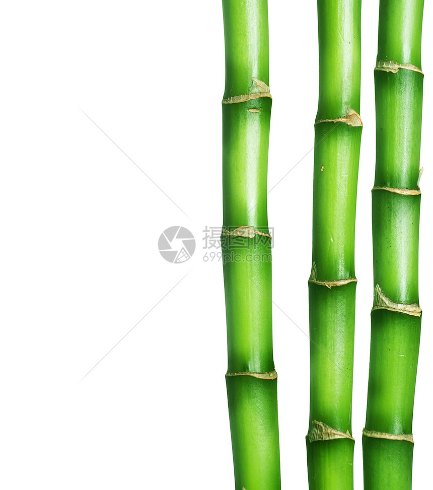 竹布边界运气园艺叶子丛林生长竹子植物花园文化热带图片