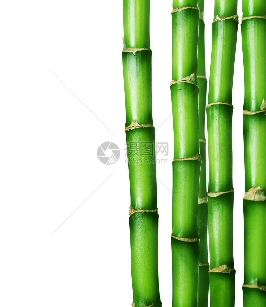 竹布边界环境热带温泉运气风水叶子生态竹子花园生长图片