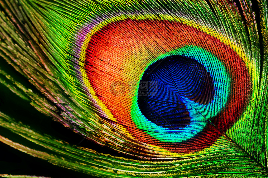 孔雀羽毛翅膀工作室绿色黑色尾巴蓝色眼睛红色纹理金子图片